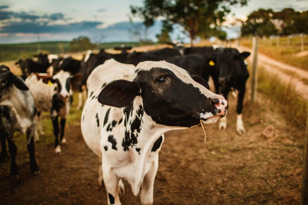 vaca en una granja