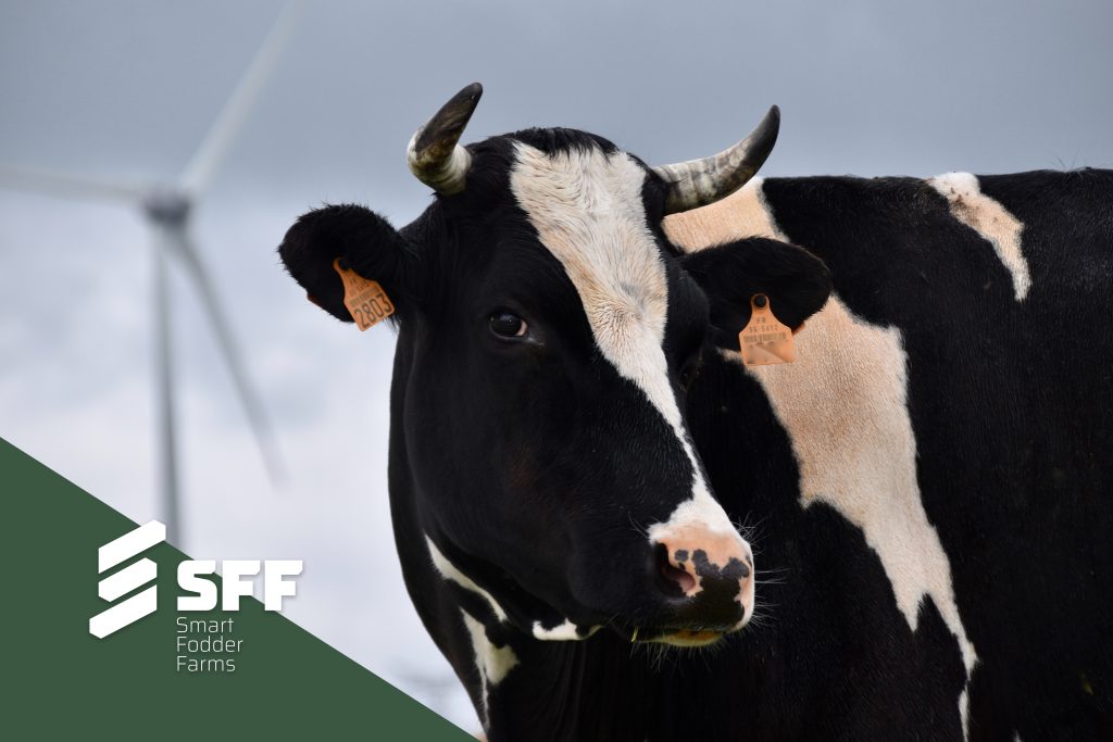 hydroponic fodder cows